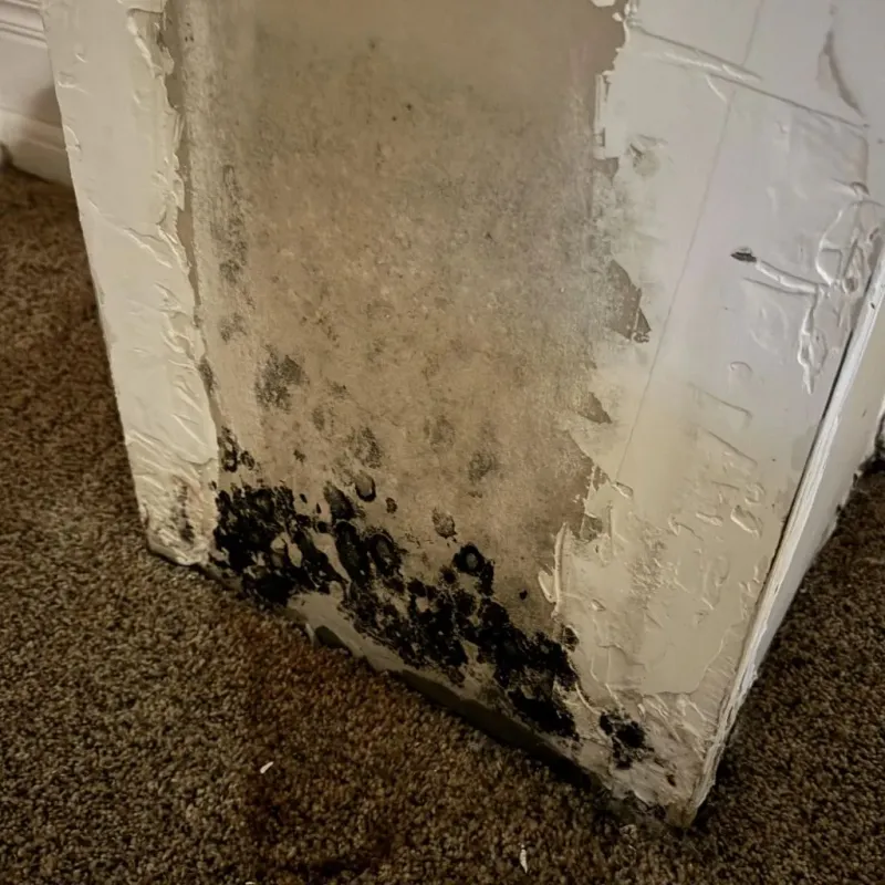 Professional Mold Removal in Warrensburg, IL